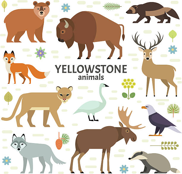 ilustraciones, imágenes clip art, dibujos animados e iconos de stock de ilustración vectorial de animales del parque nacional de yellowstone - bisonte americano