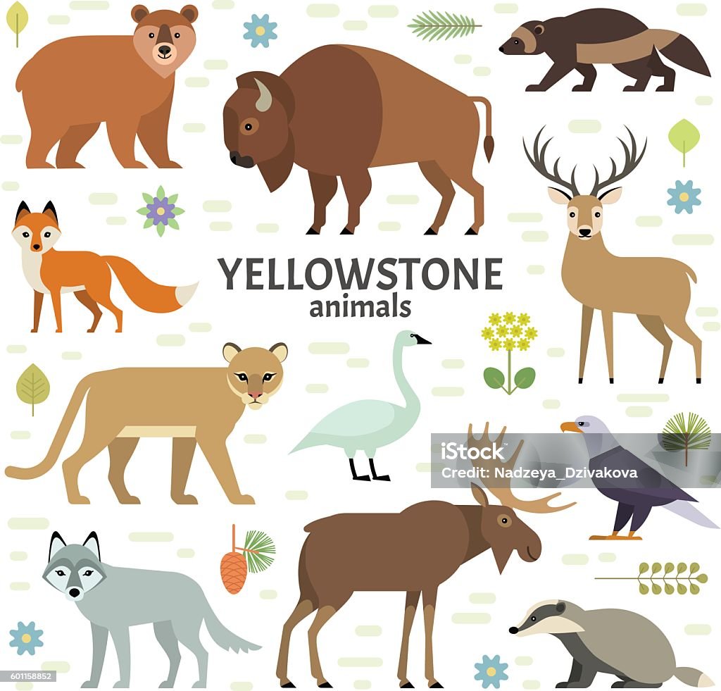 Vector illustration of Yellowstone National Park animals Moose, elk, bear, wolf, fox, bison, badger, wolverine, mountain lion, bald eagle, swan - isolated on transparent background. Mountain Lion stock vector