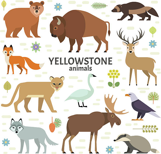 Vector illustration of Yellowstone National Park animals Moose, elk, bear, wolf, fox, bison, badger, wolverine, mountain lion, bald eagle, swan - isolated on transparent background. american bison stock illustrations