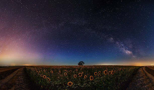 étoiles et la lune sur un champ de tournesols - sunflower flower flower bed light photos et images de collection