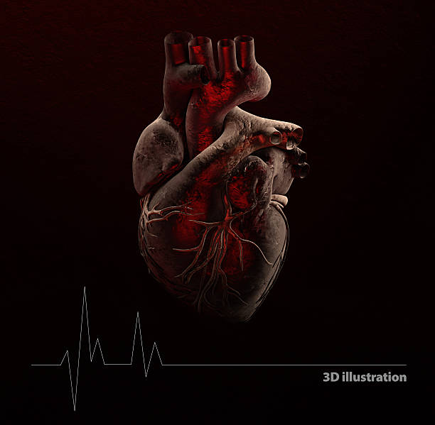 istock Anatomy of Human Heart 601357536
