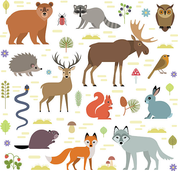 Forest animals Vector illustration of forest animals: moose, deer, bear, hedgehog, rabbit, squirrel, beaver, wolf, fox, raccoon, owl, grass snake, isolated on transparent background. owl illustrations stock illustrations