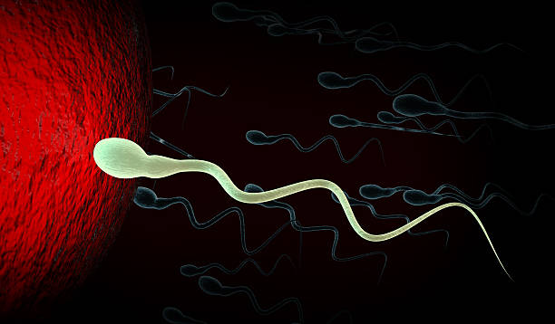 istock medically accurate illustration of human sperms and egg 601357744