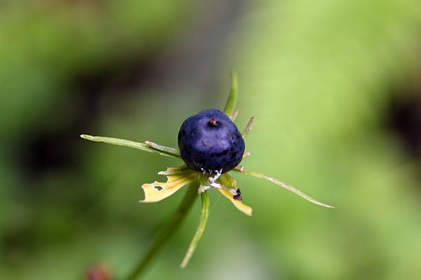 Berry of an herb paris (Paris quadrifolia)