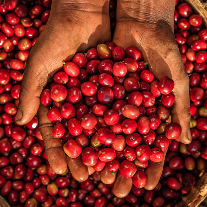 Young African woman showing freshly picked coffee cherries, coffee farm in Ethiopia, Africa. There are several species of Coffea - the coffee plant. The finest quality of Coffea being Arabica, which originated in the highlands of Ethiopia. Arabica represents almost 60% of the world’s coffee production..