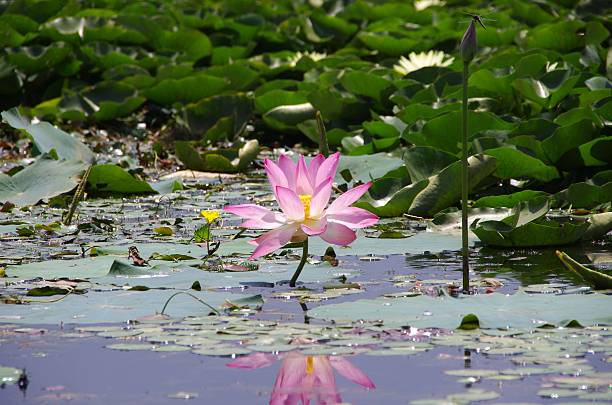 Lotus flower in Srinagar in Kashmir Beautiful lotus flower on the Nagin lake in Srinagar in Kashmir, India lake nagin stock pictures, royalty-free photos & images