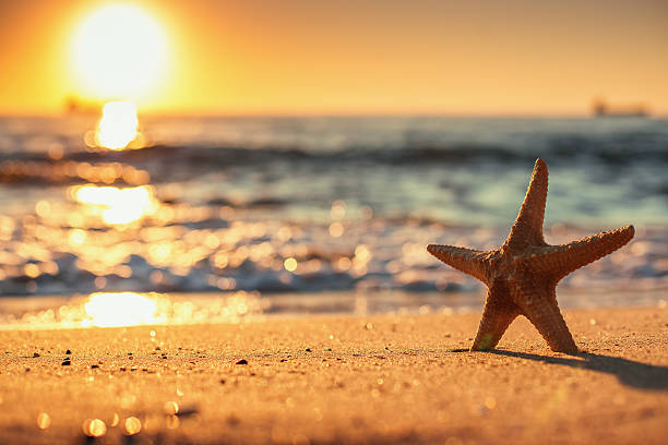 istock Starfish on the beach at sunrise 601359836