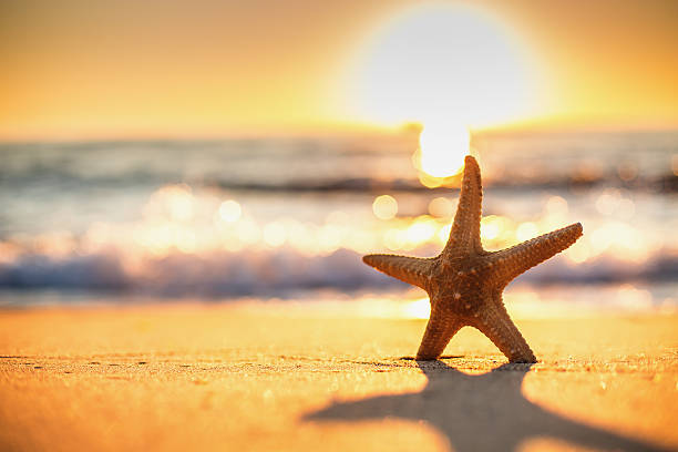 istock Starfish on the beach at sunrise 601359870