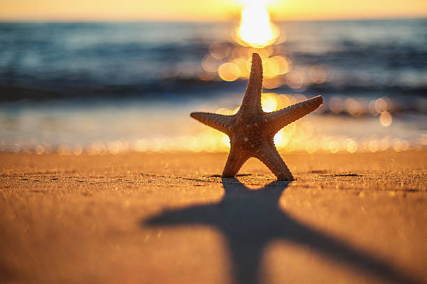 istock Starfish on the beach at sunrise 601359924