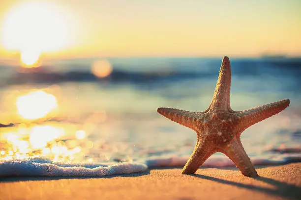 Photo of Starfish on the beach at sunrise