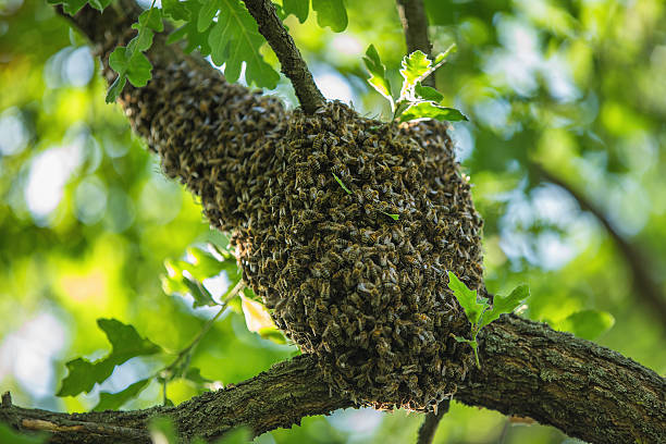 istock Honeybee swarm hanging at the tree in nature 601361144