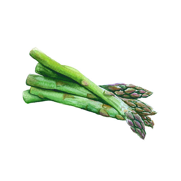 ilustraciones, imágenes clip art, dibujos animados e iconos de stock de espárrago. aislado sobre un fondo blanco. ilustración de acuarela. - asparagus