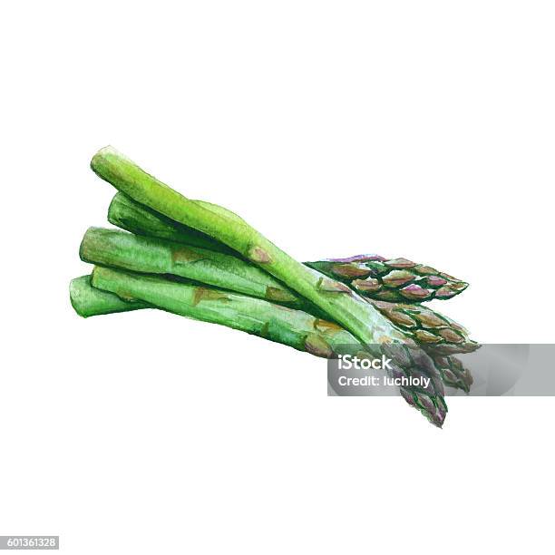 Asparagus Isolated On A White Background Watercolor Illustration Stock Illustration - Download Image Now
