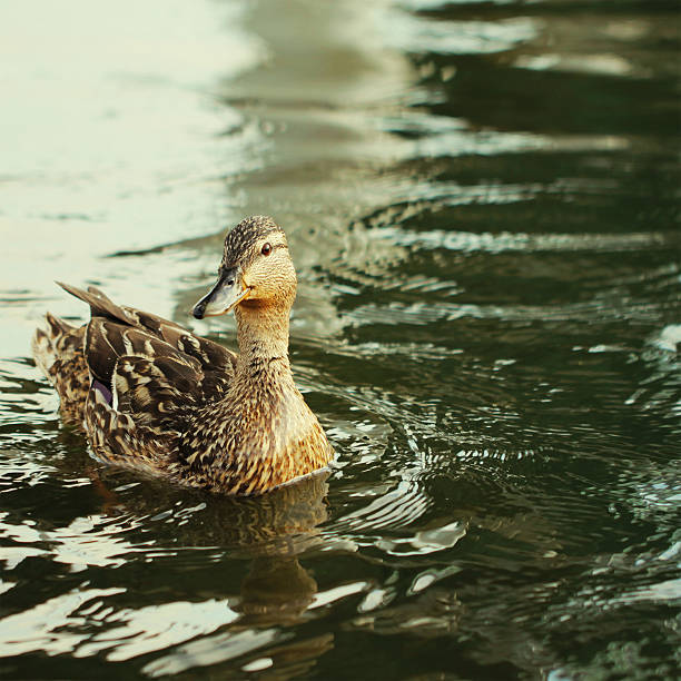 istock Wild duck bird in the lake 601361628