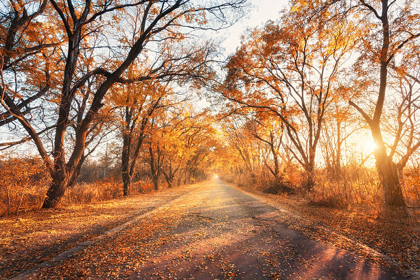 istock Autumn forest. Forest with country road at sunset 601361728