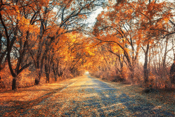 istock Autumn forest. Forest with country road at sunset 601361810