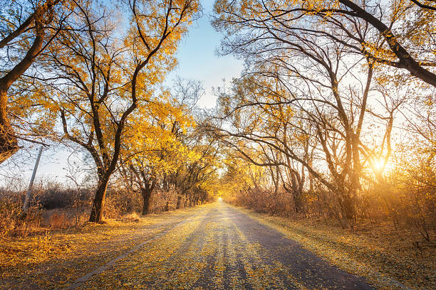 istock Autumn forest. Forest with country road at sunset 601361898