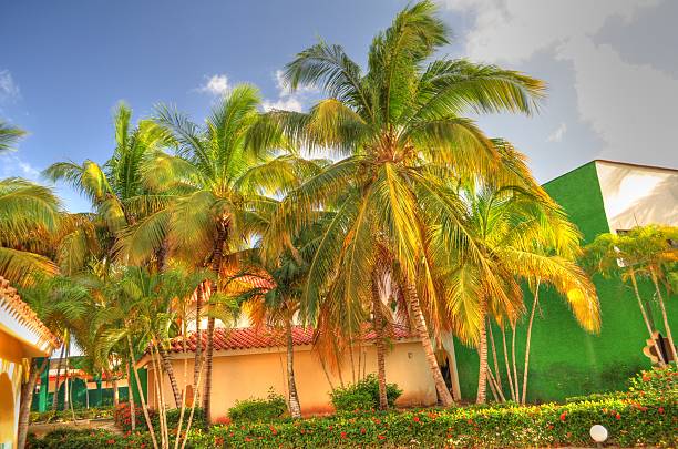 Cuba palmtree holidays vacation summer resort bluesky stock photo