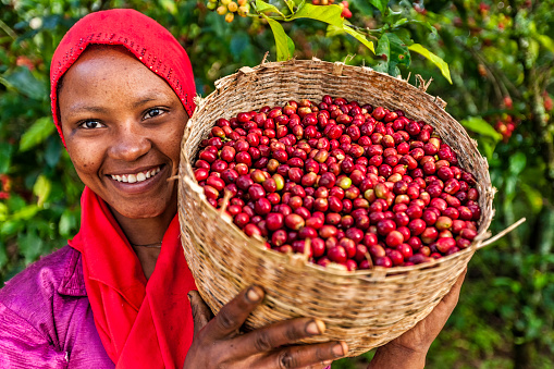 Young African woman holding basket full of coffee cherries, coffee farm, Ethiopia, Africa. There are several species of Coffea - the coffee plant. The finest quality of Coffea being Arabica, which originated in the highlands of Ethiopia. Arabica represents almost 60% of the world’s coffee production..