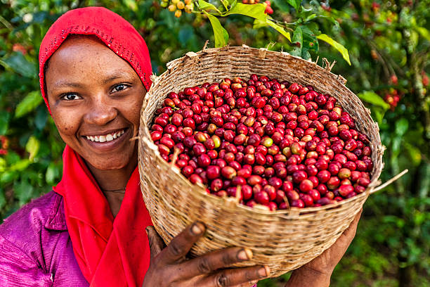 african woman holding basket full of coffee cherries, east africa - women red fruit picking imagens e fotografias de stock