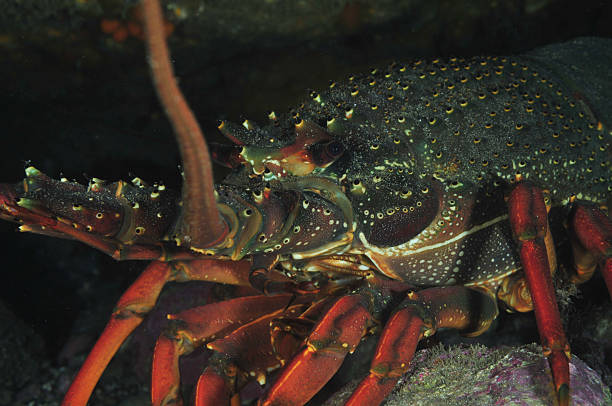 istock Packhorse lobster detail 601363544