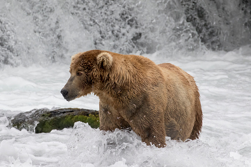 Brown Bear at Base of Waterfall at Brooks Falls, Alaska