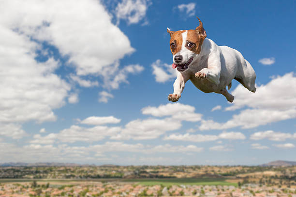istock Energetic Jack Russell Terrier Dog Flying In The Sky 601364134