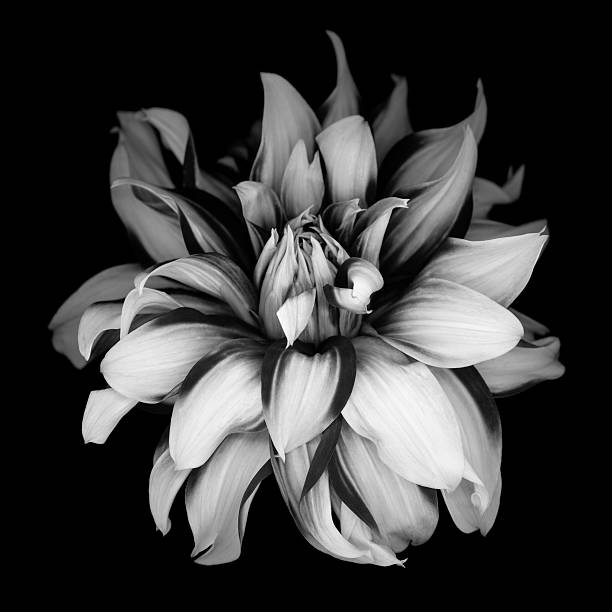 istock Monochrome dahlia isolated on black background 601364612