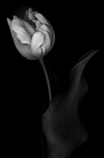 Pink tulip. Brown background with copy space.Spring storytelling. International Women’s day March 8.