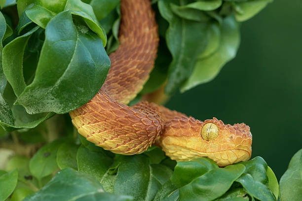 Venomous Bush Viper Snake in Tree Red Venomous Bush Viper Snake (Atheris squamigera) in Tree - Male african bush viper venomous snake stock pictures, royalty-free photos & images