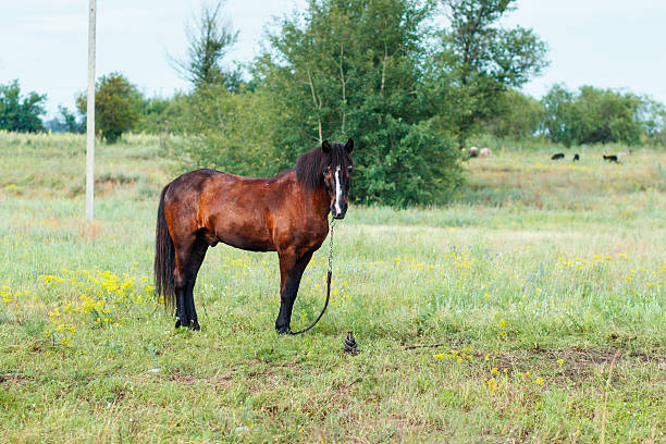 istock Brown horse on a summer pasture 601365624