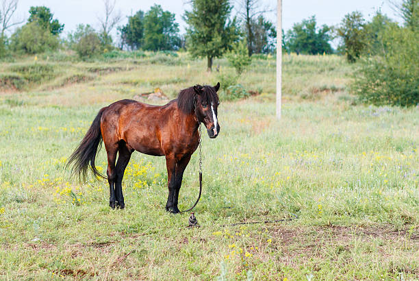 istock Brown horse on a summer pasture 601365646