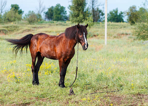 istock Brown horse on a summer pasture 601365658
