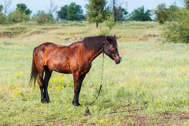 istock Brown horse eating grass on the field 601365672
