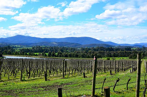 Vineyards at Yarra Valley Yarra Valley, Australia: 29th Aug 2016: This picture was taken at the LVMH Domaine Chandon vineyard. It shows the winter pruned vineyards and the Great Dividing Mountain Range in the horizon. moet chandon stock pictures, royalty-free photos & images
