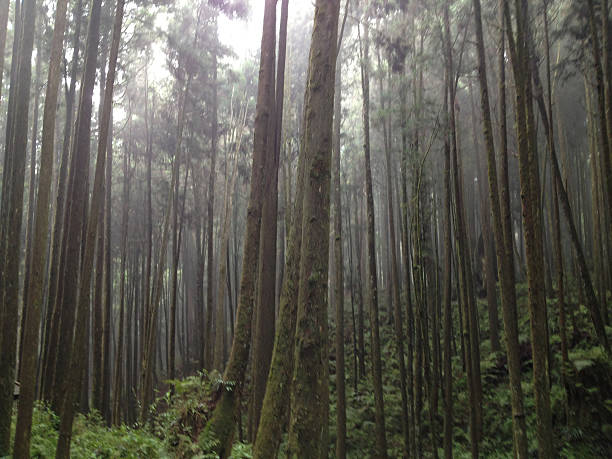 Taiwan Red Cypress, Alishan, Chiayi City, Taiwan primeval forest