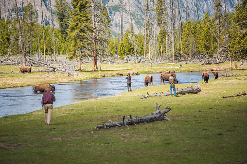 Yellowstone National Park, USA - May 17, 2016: Tourists getting too dangerously close to bison with the view on river and meadows