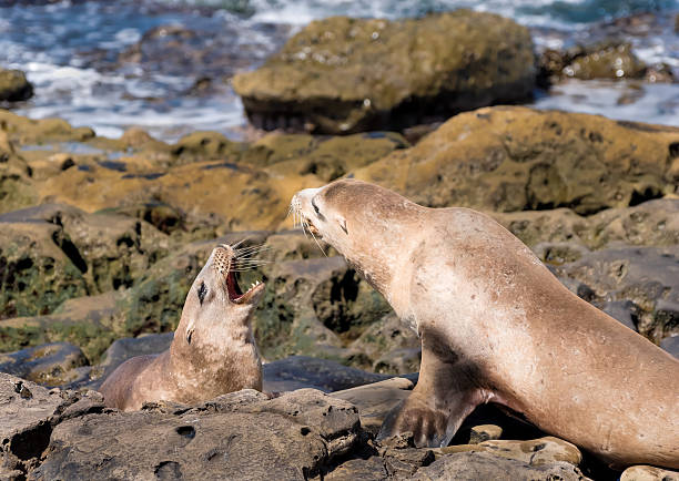istock Playful Sea Lions 601367964