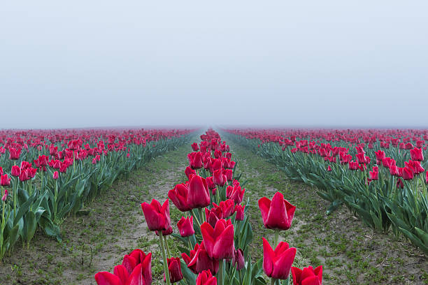 Free Stock Photo of Field of Red Tulips Under Cloudy Sky | Download ...