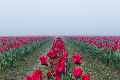 Field of red tulips with morning fog and mist
