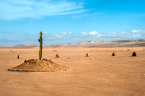 The only plant for many kilometers in the desert region of Tacna, Peru