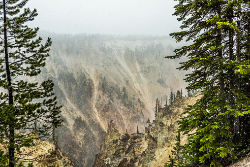 Grand Canyon of the Yellowstone during snowfall blizzard with pine trees