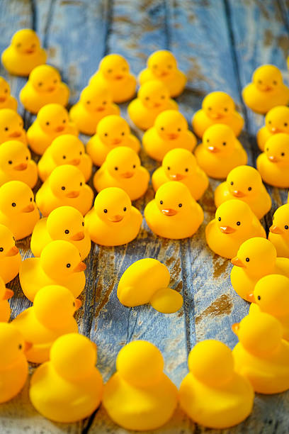 istock Crowd of ducks gathered around a dead duck. 601371386