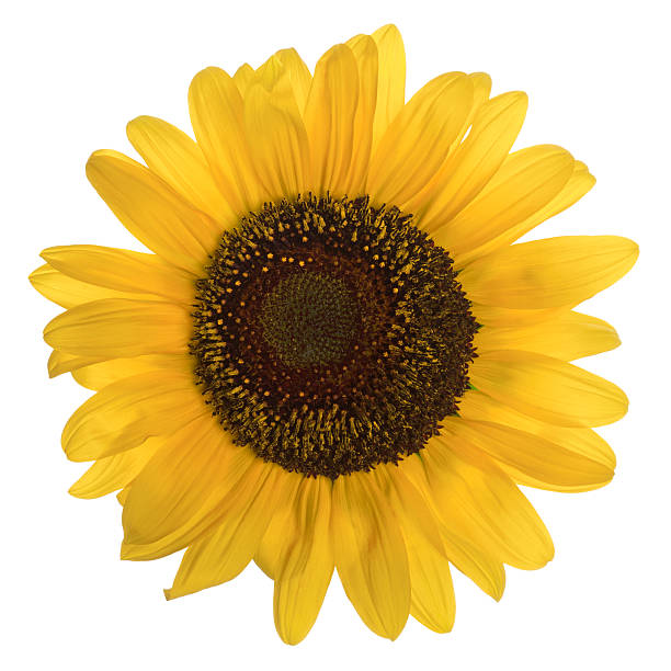 istock Sunflower isolated on white background 601373102