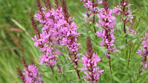 istock flower purple crybaby 601373754
