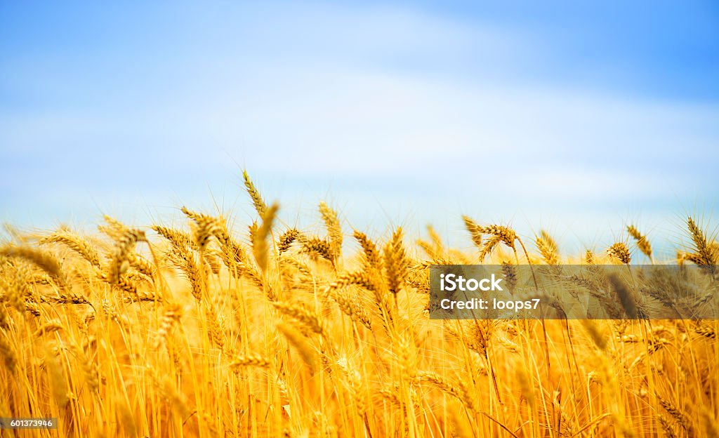 Sunny day and golden wheat field Golden wheat field Wheat Stock Photo