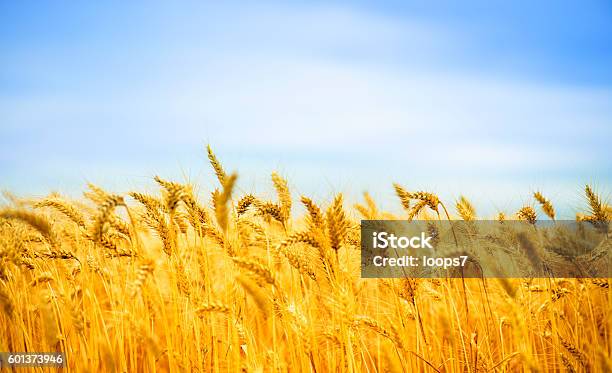 Sunny Day And Golden Wheat Field Stock Photo - Download Image Now - Wheat, Agricultural Field, Rural Scene