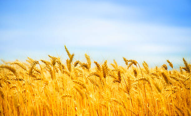 sunny day and golden wheat field - homegrown produce wheat organic crop imagens e fotografias de stock