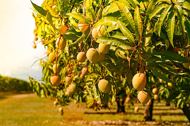 istock Crop of sun-kissed mango fruit ripening on tree 601375602