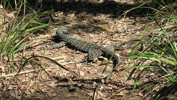 istock Goanna in the wild 601375660